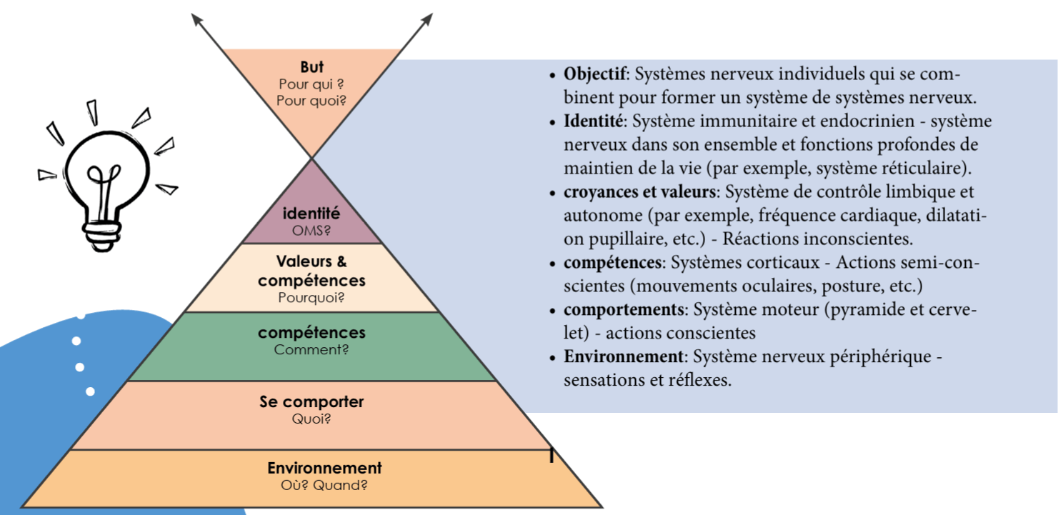Les Niveaux Neurologiques