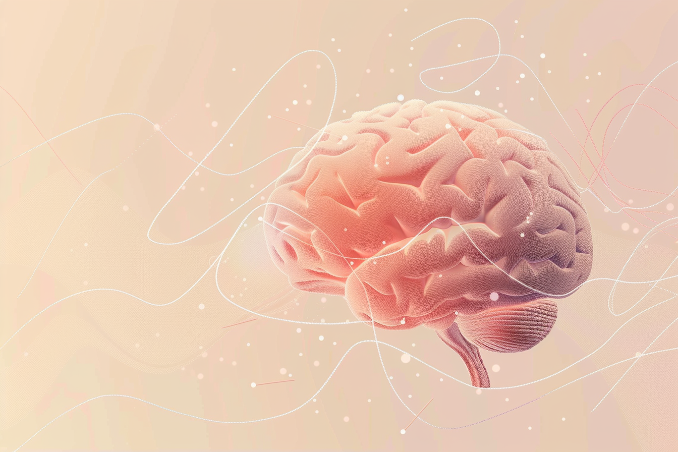A realistic illustration of a human brain in soft colors