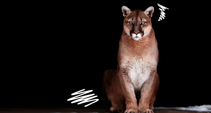 Transforming into a Puma - Mastering Confrontations